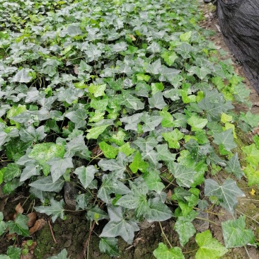 苗圃直供杯苗爬山虎40-50公分高，小杯苗。