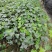 苗圃直供杯苗爬山虎40-50公分高，小杯苗。