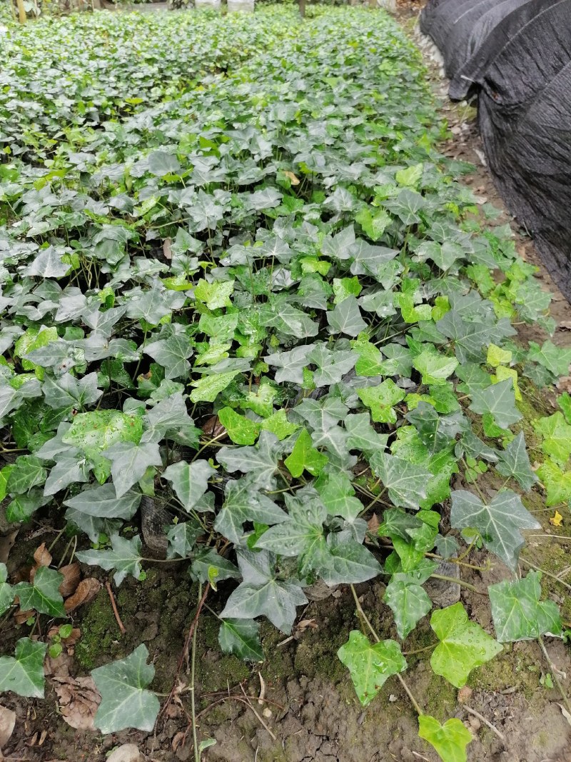 苗圃直供杯苗爬山虎40-50公分高，小杯苗。