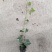苗圃直供杯苗爬山虎40-50公分高，小杯苗。