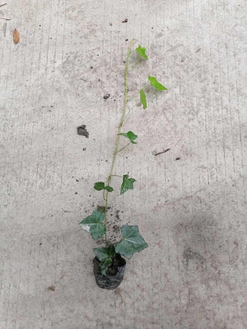 苗圃直供杯苗爬山虎40-50公分高，小杯苗。