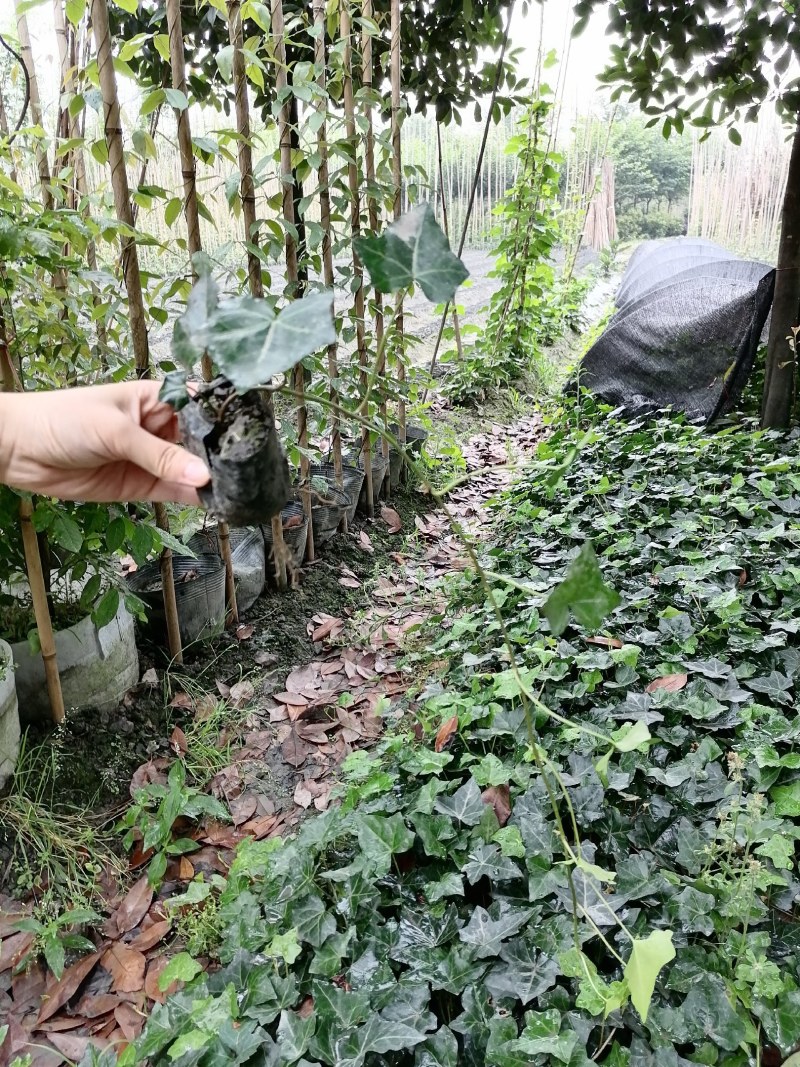 苗圃直供杯苗爬山虎40-50公分高，小杯苗。