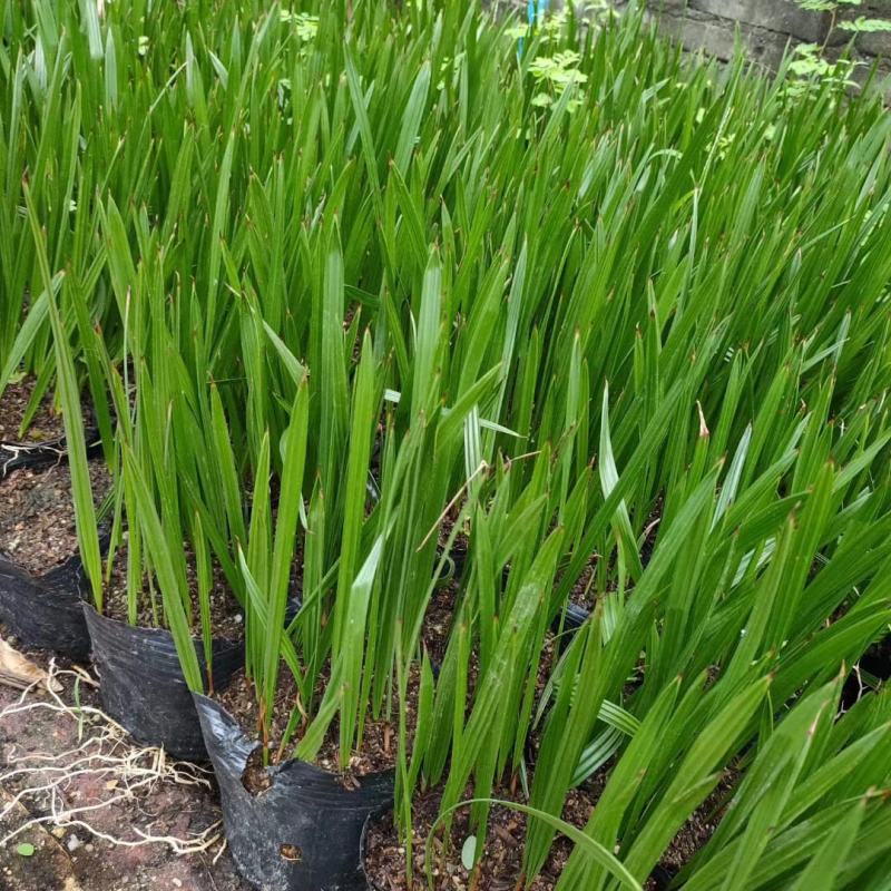 广州苗圃直供加拿利海枣种苗棕榈科植物四季常青