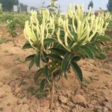 金银花杯苗地苗都有，高度30-200公分