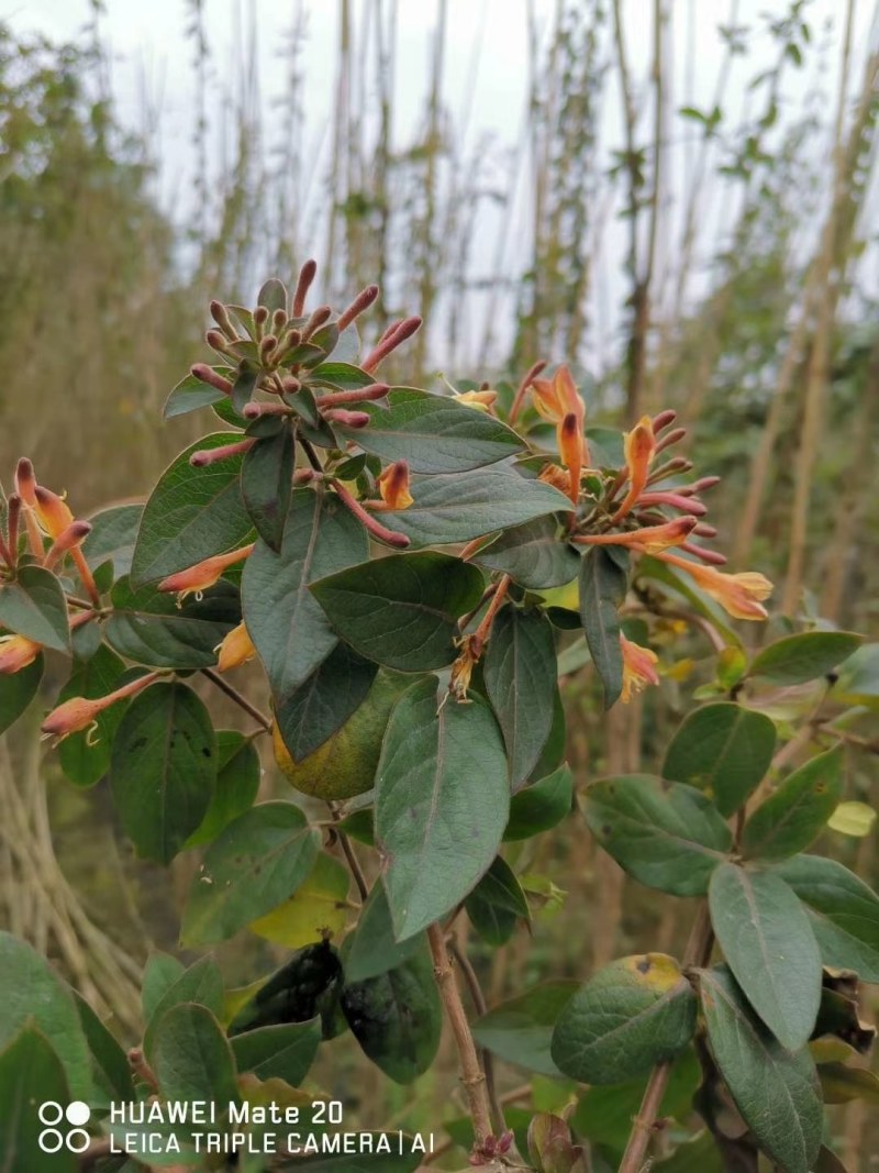 金银花杯苗地苗都有，高度30-200公分
