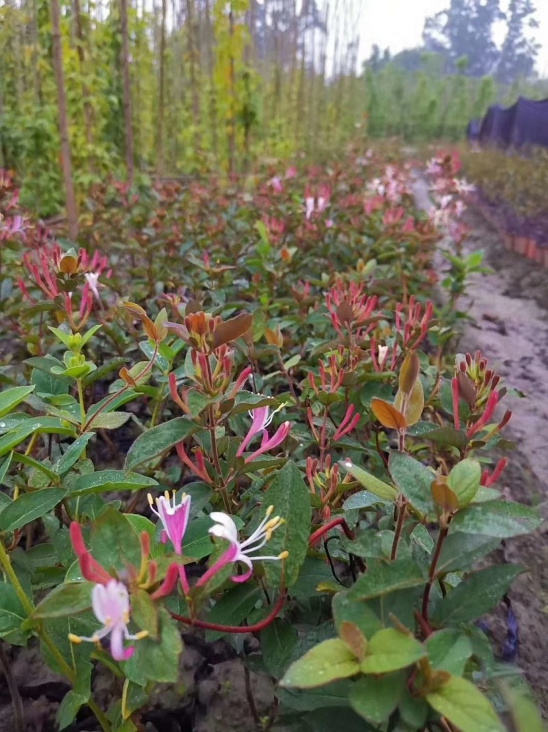 金银花杯苗地苗都有，高度30-200公分