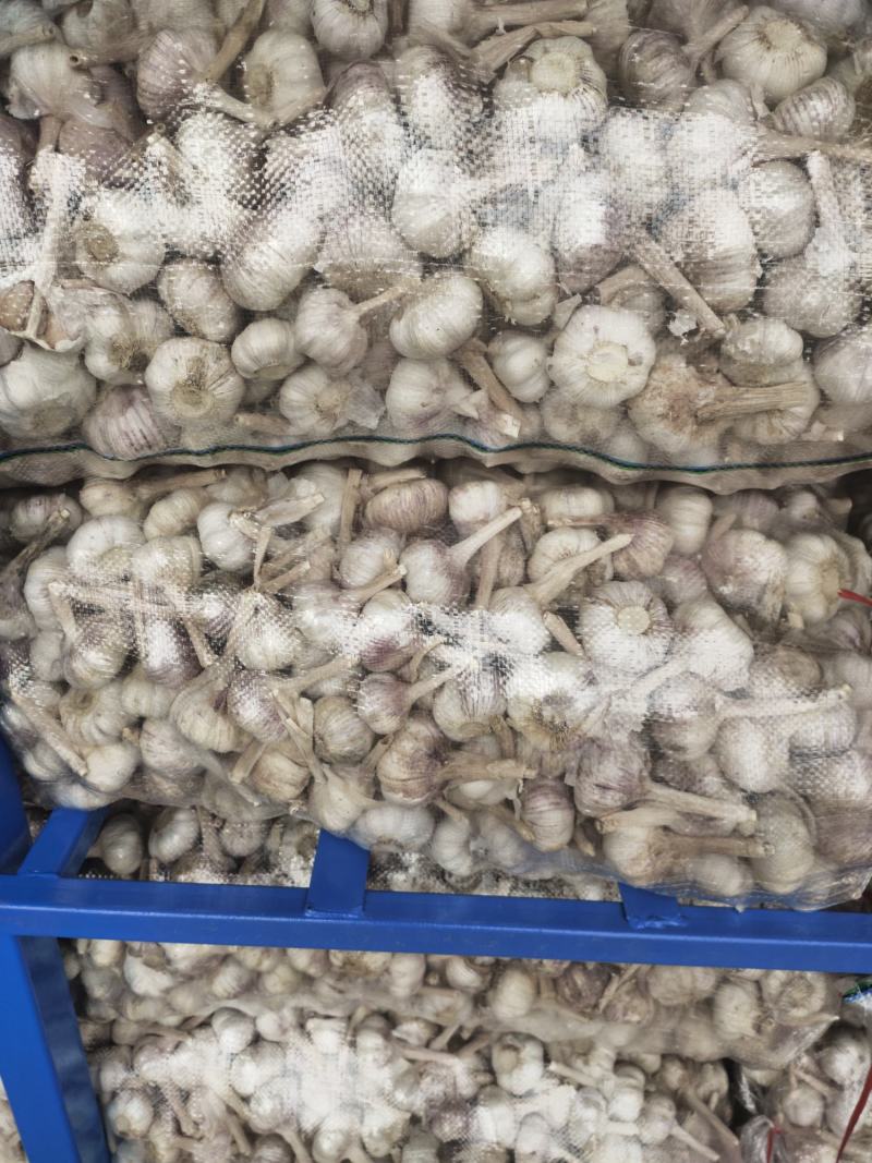 金乡太空大蒜，品种纯质量优，高产，抗病抗重茬，高标