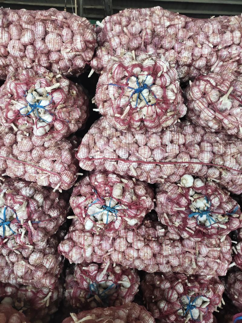 金乡太空大蒜，品种纯质量优，高产，抗病抗重茬，高标