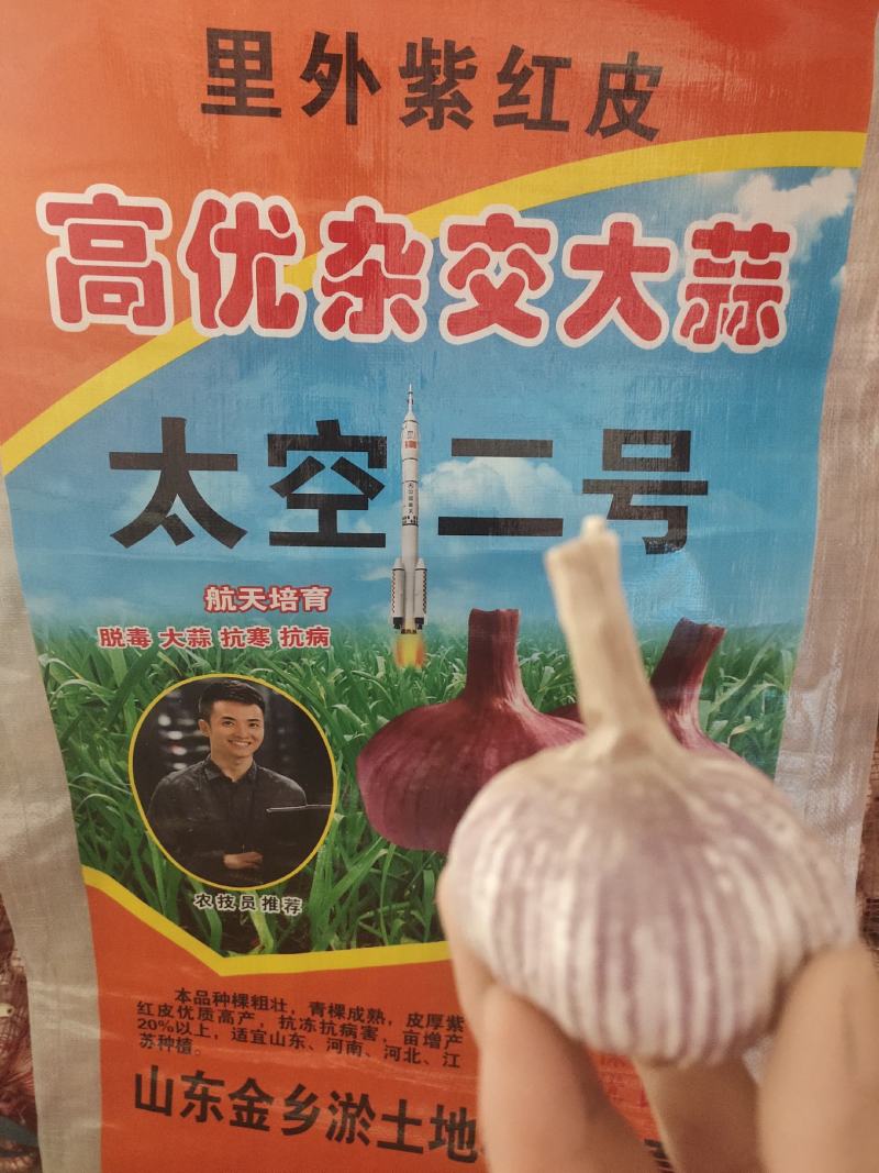 金乡太空大蒜，品种纯质量优，高产，抗病抗重茬，高标