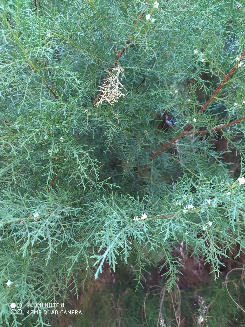 贵州毕节古夜郎大地野生中药材侧柏叶侧柏枝