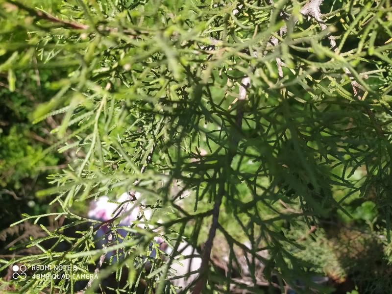 贵州毕节古夜郎大地野生中药材侧柏叶侧柏枝