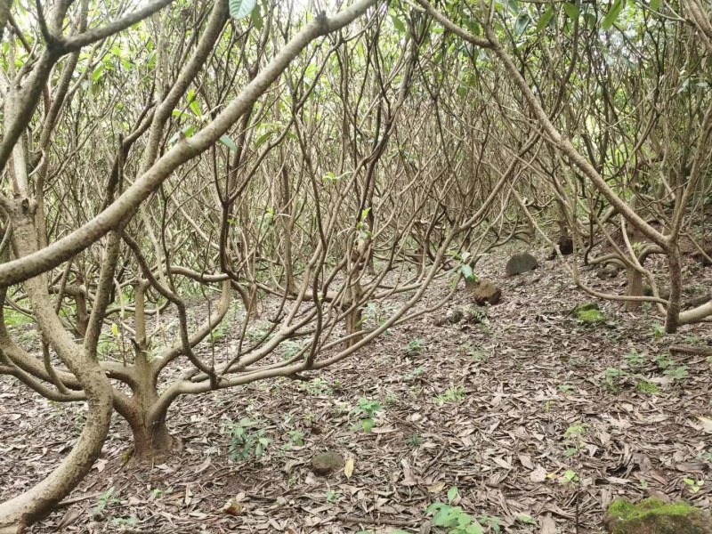 低分子枇杷树，高度3-4米冠幅3-4米。