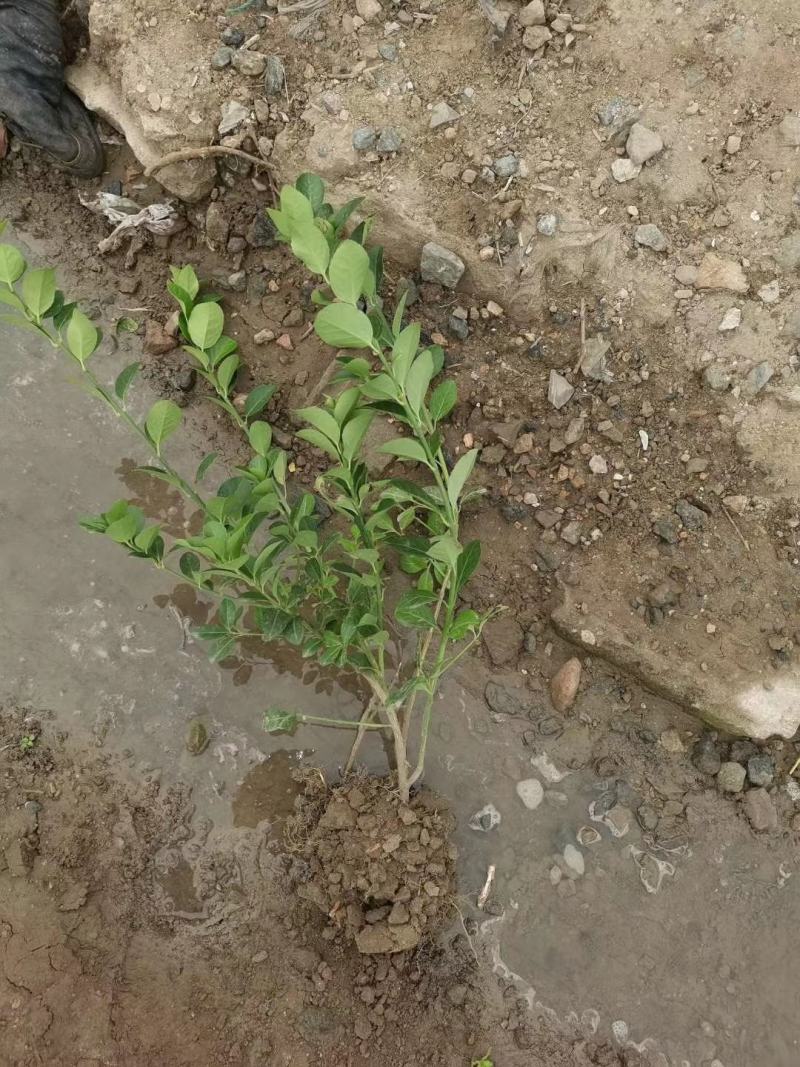 大量供应耐寒冬青苗大叶黄杨苗冠幅大根系好自产自销