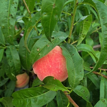 优质永莲蜜桃，口感特好