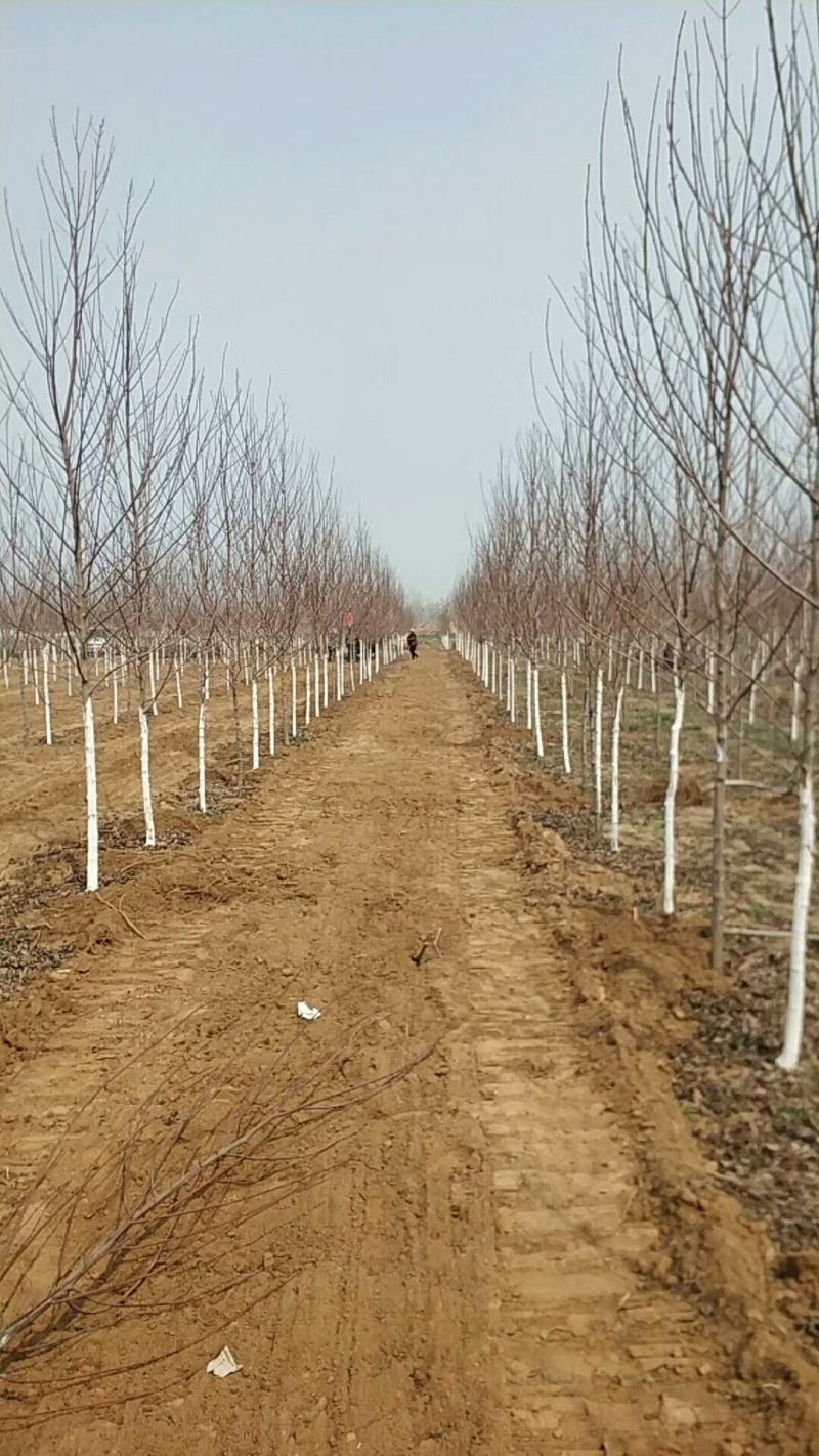 东平基地千亩红点红枫