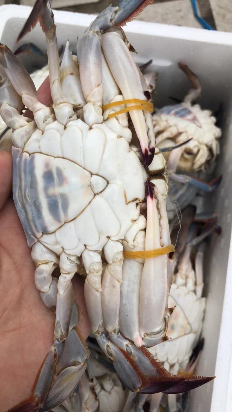 江苏连云港梭子蟹保肥保活两二两到二两半公母混合