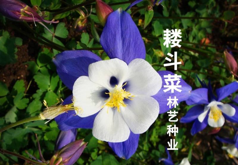 耧斗菜种子大花重瓣四季不断开花多年生阳台室外庭院花种子猫