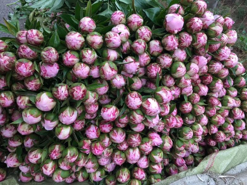 芍药苗基地出售观赏芍药重瓣花盆栽芍药切花芍药苗