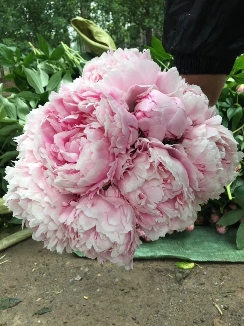 芍药苗基地出售观赏芍药重瓣花盆栽芍药切花芍药苗