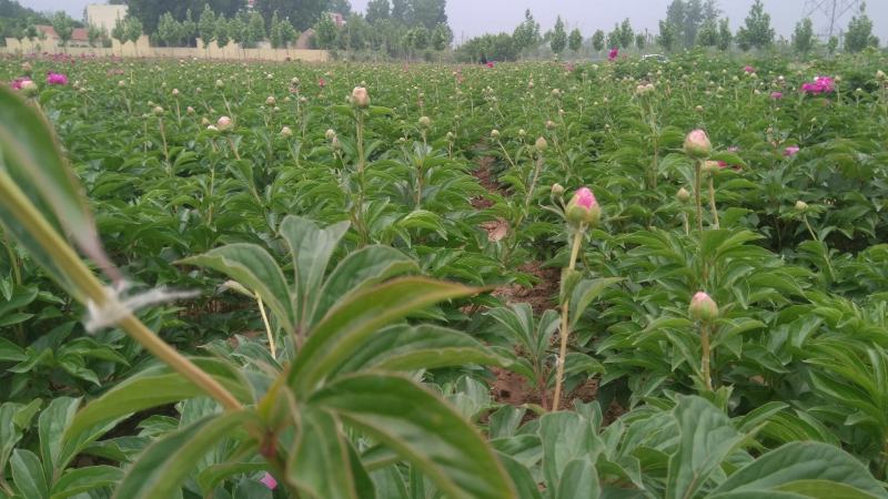 芍药苗基地出售观赏芍药重瓣花盆栽芍药切花芍药苗