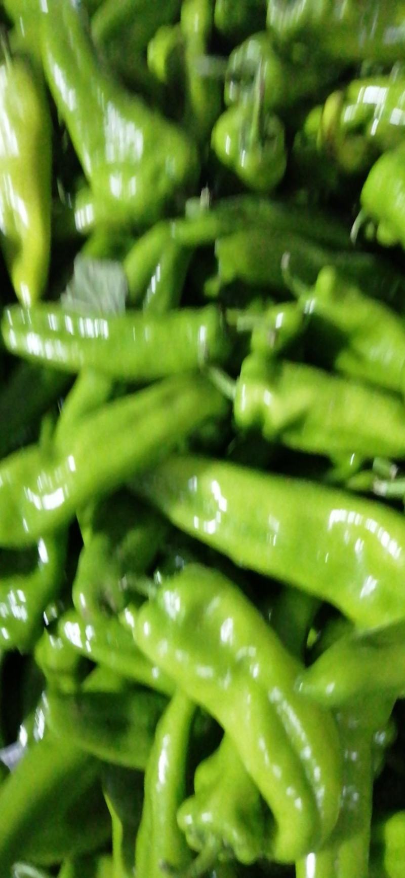 尖椒（牛角椒）翁牛特旗精品椒露天蔬菜基地地。