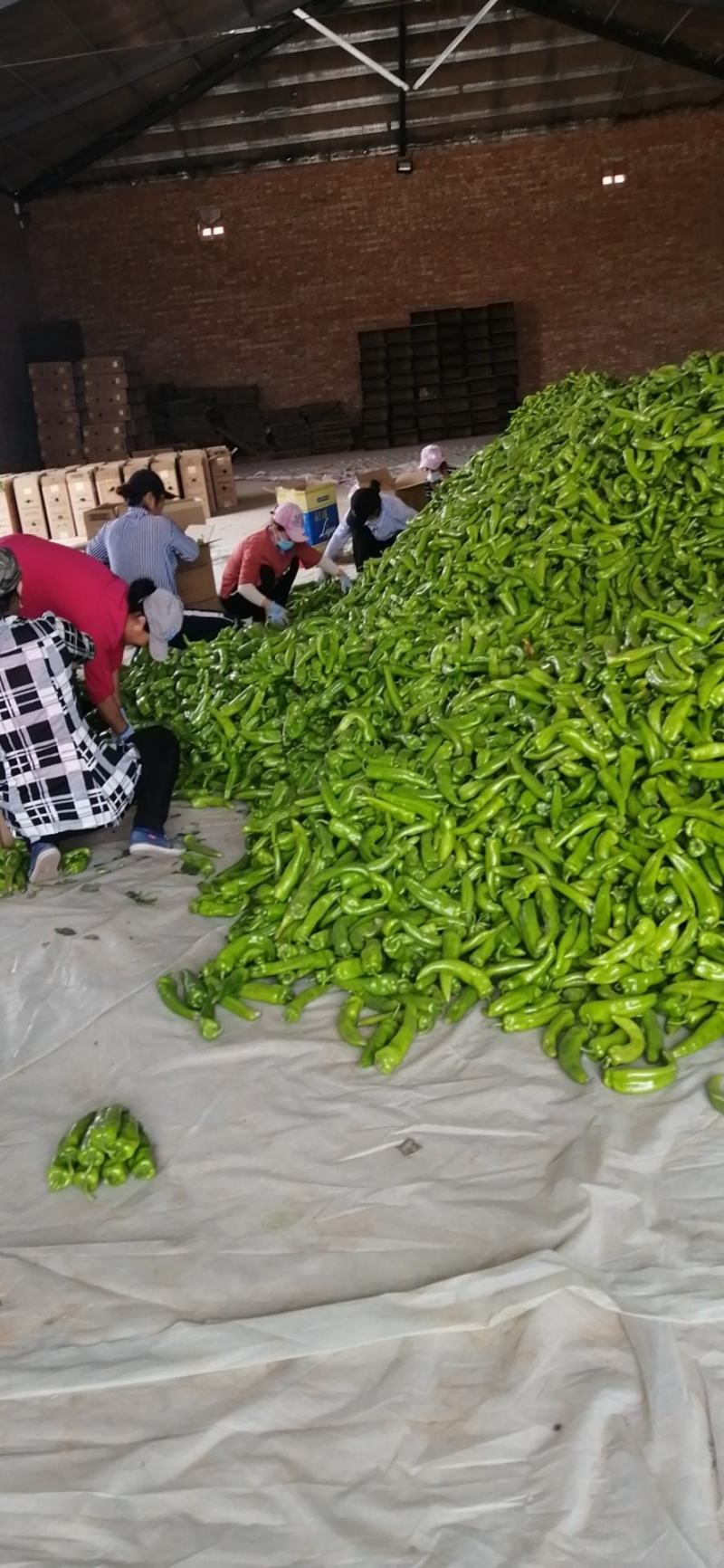 尖椒（牛角椒）翁牛特旗精品椒露天蔬菜基地地。