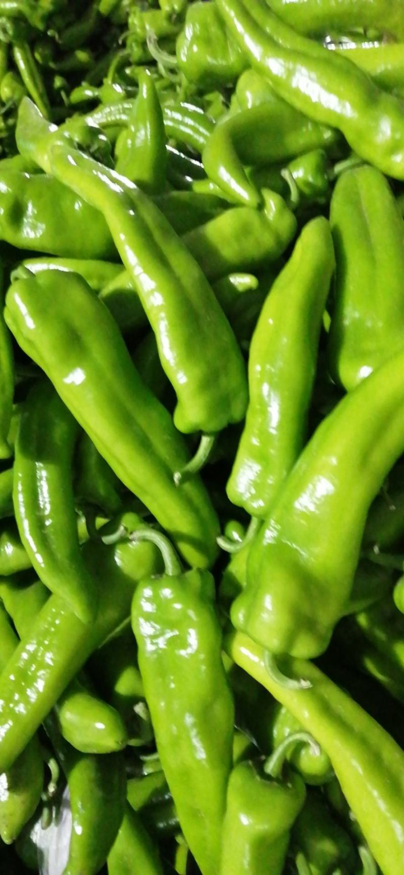 尖椒（牛角椒）翁牛特旗精品椒露天蔬菜基地地。