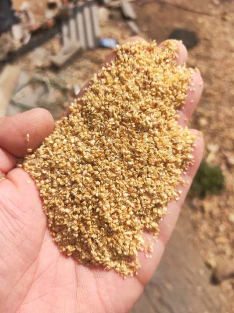 【特价优惠】小米壳，谷壳，精品好货畜牧家禽养殖好饲料！