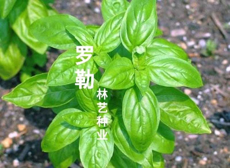 罗勒种孑九层塔大叶甜罗勒兰香金不换种籽四季播种