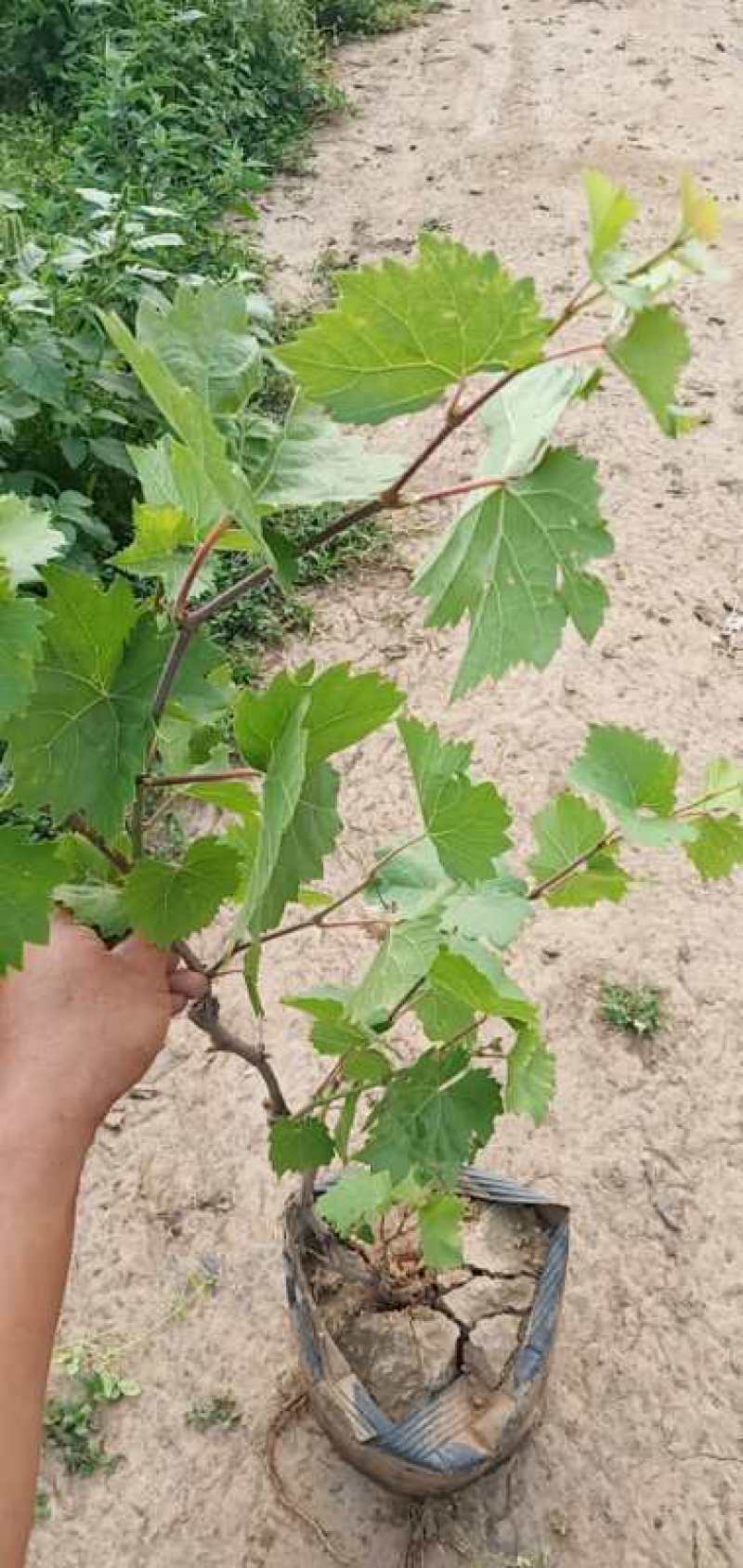 巨峰葡萄苗3年110~150cm