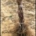 巨峰葡萄苗3年110~150cm