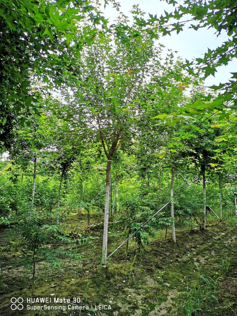 元宝枫丛生元宝枫苗圃直供定植移栽