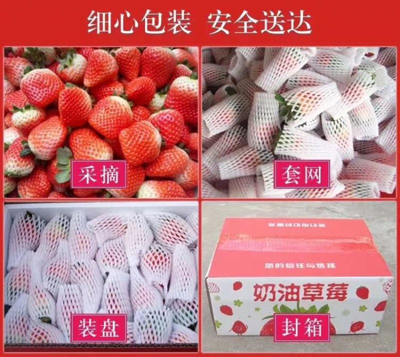 可开发票闻集天仙醉奶油草莓每天稳定货源2万斤