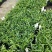 罗汉松盆栽花卉室内观叶植物四季常青绿植