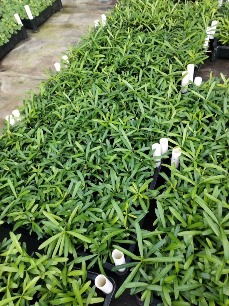 罗汉松盆栽花卉室内观叶植物四季常青绿植