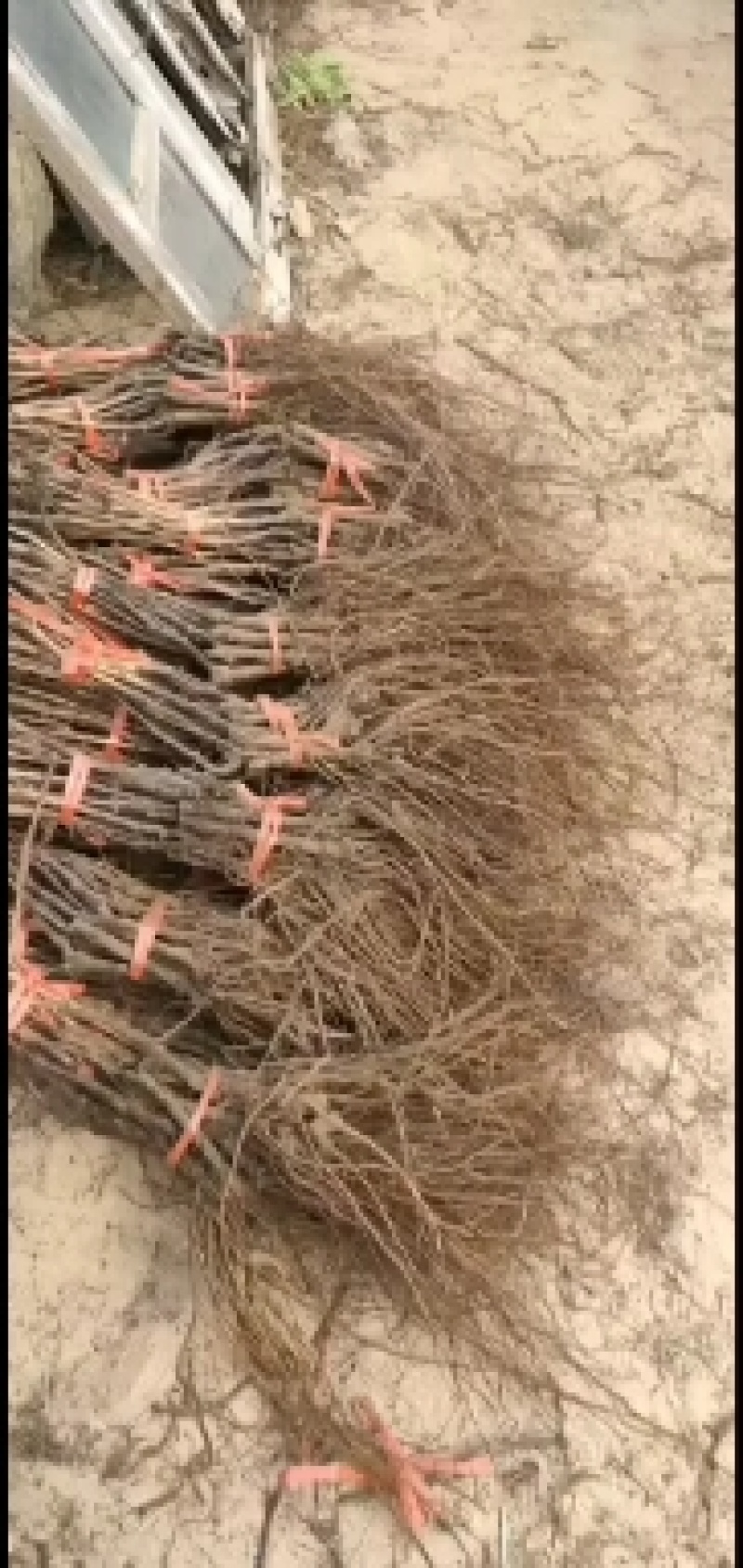 1-2年葡萄苗各种各样葡萄苗