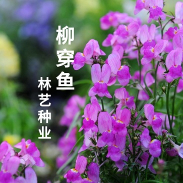 柳穿鱼种子小金鱼草多年生花卉景观花海花镜花坛庭院花