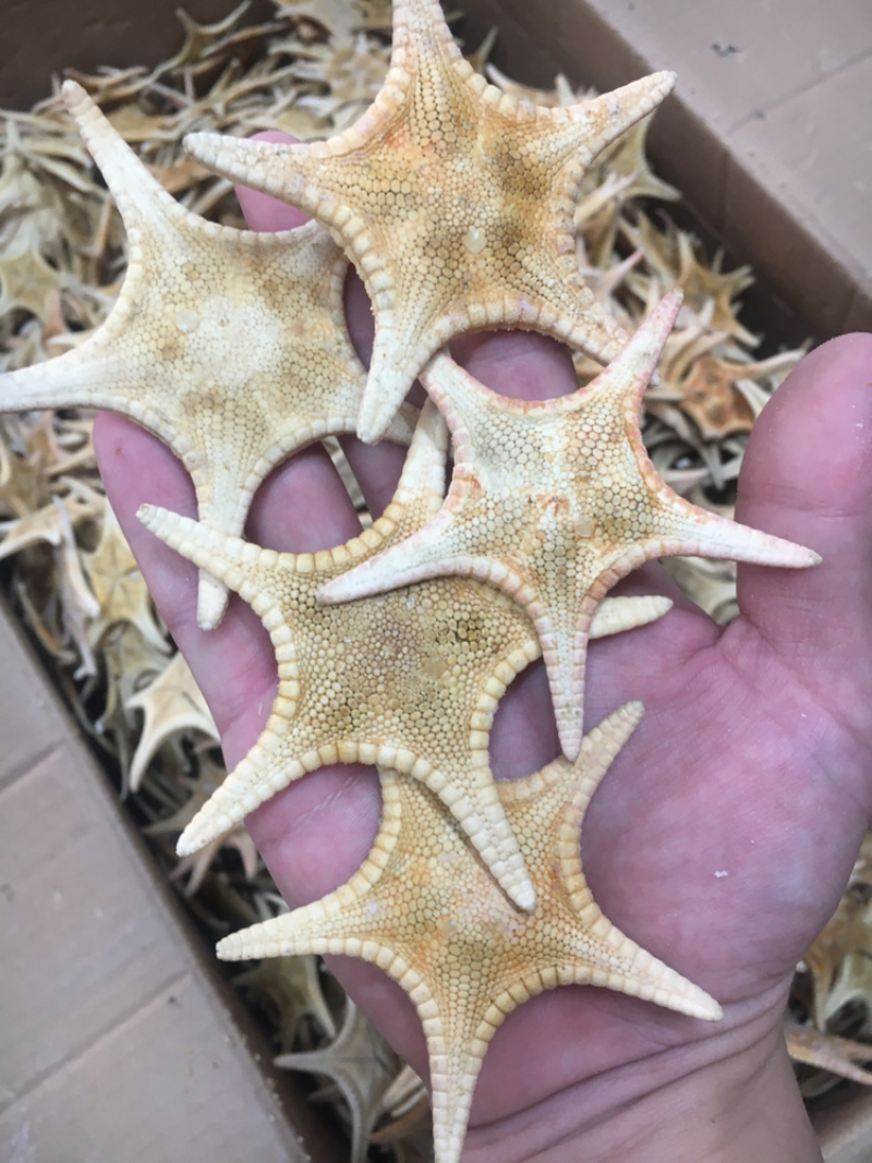 海星海产干货泡酒煲汤量大优惠药材。