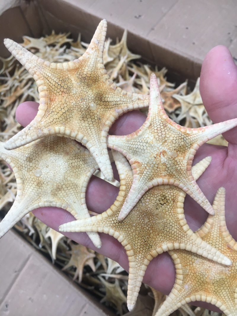 海星海产干货泡酒煲汤量大优惠药材。