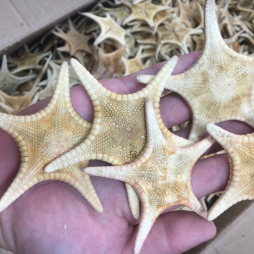 海星海产干货泡酒煲汤量大优惠药材。