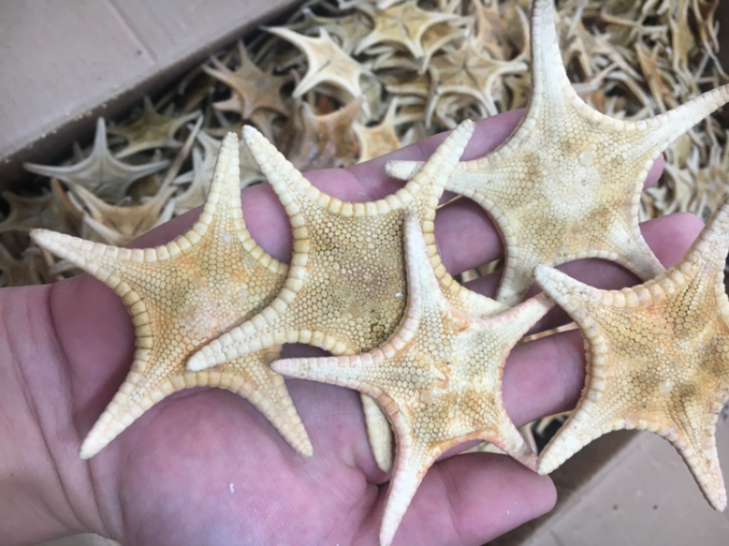海星海产干货泡酒煲汤量大优惠药材。