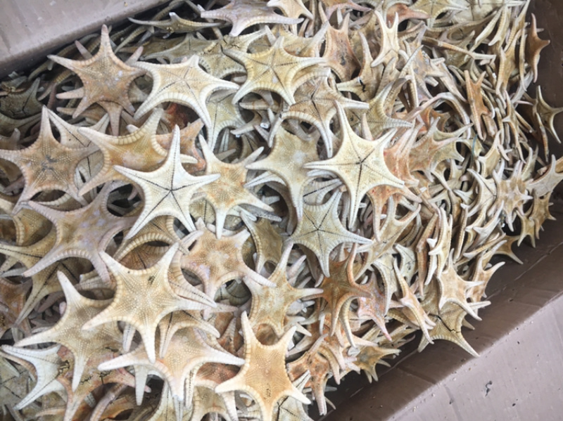 海星海产干货泡酒煲汤量大优惠药材。
