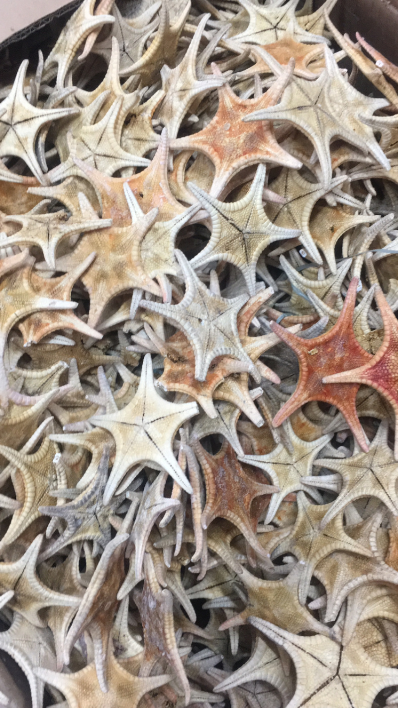 海星海产干货泡酒煲汤量大优惠药材。