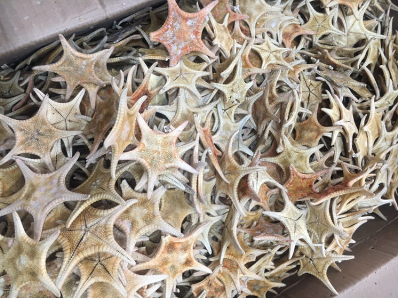 海星海产干货泡酒煲汤量大优惠药材。