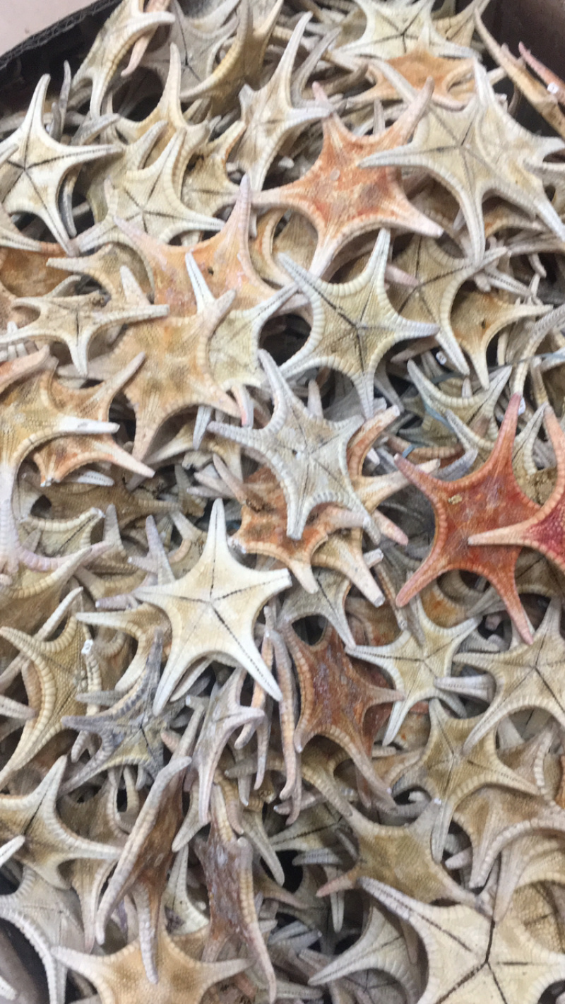 海星海产干货泡酒煲汤量大优惠药材。