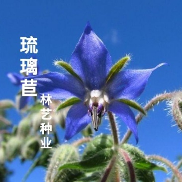 琉璃苣种子蜜源芳香植物种子春秋播种易种活