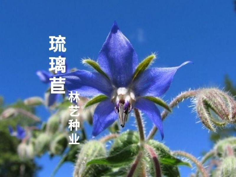 琉璃苣种子蜜源芳香植物种子春秋播种易种活