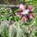 琉璃苣种子蜜源芳香植物种子春秋播种易种活