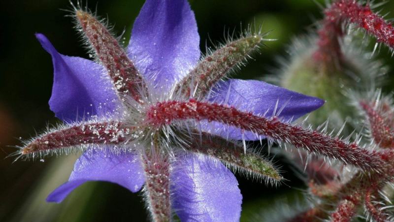 琉璃苣种子蜜源芳香植物种子春秋播种易种活