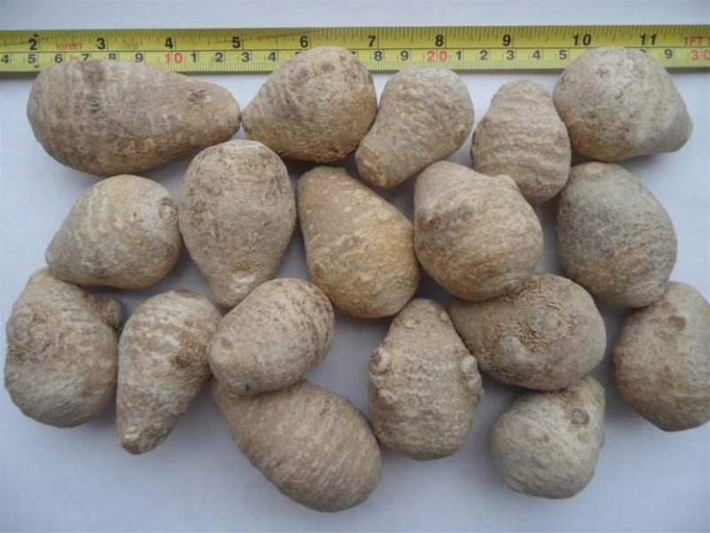 水田喜讯泽泻种子种苗苗子干个子饮片过药检